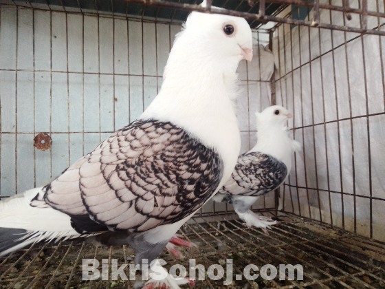 কবুতর বিক্রি